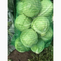 Продаём капусту белокачанную оптом от краснодарского фермера