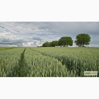 Семена Озимой пшеницы Баграт урожая 2020