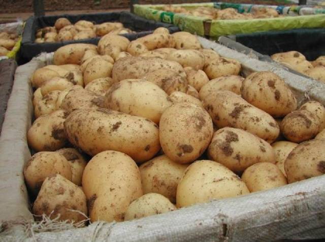Оптовая продажа картофеля со склада фермерского хозяйства,  .