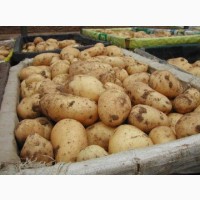 Оптовая продажа картофеля со склада фермерского хозяйства