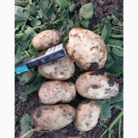 Продаём картофель урожай 2021