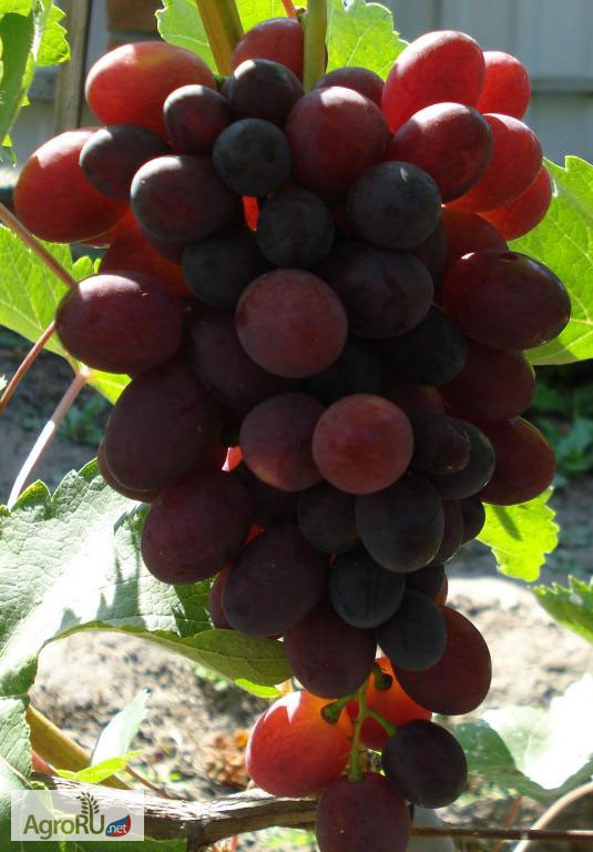 Фото 2. Саженцы и черенки винограда для екатеринбурга