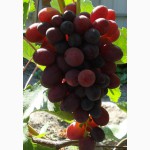Саженцы и черенки винограда для екатеринбурга