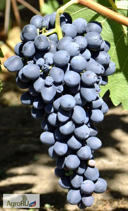 Фото 3. Саженцы и черенки винограда для екатеринбурга