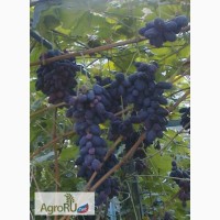 Саженцы и чубуки винограда хороших сортов