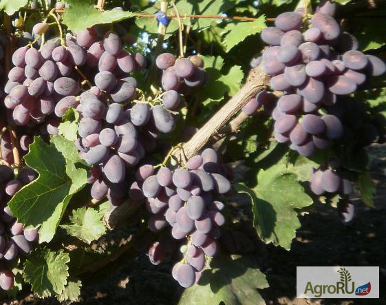 Фото 2. Саженцы и чубуки винограда хороших сортов