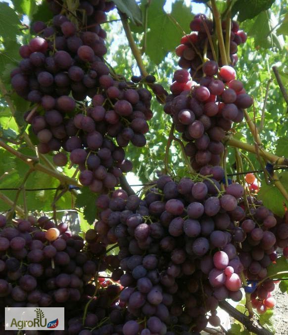 Фото 4. Саженцы и чубуки винограда хороших сортов