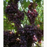 Саженцы и чубуки винограда хороших сортов