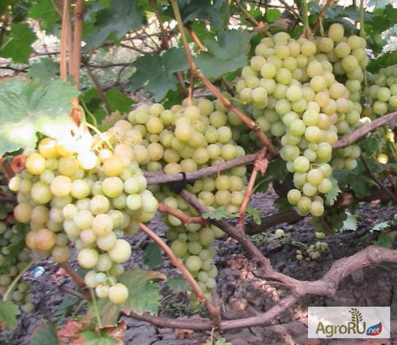 Фото 5. Саженцы и чубуки винограда хороших сортов