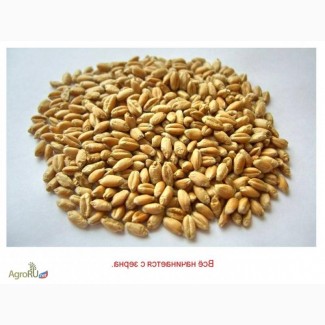 Пшеница ячмень кукуруза FOB