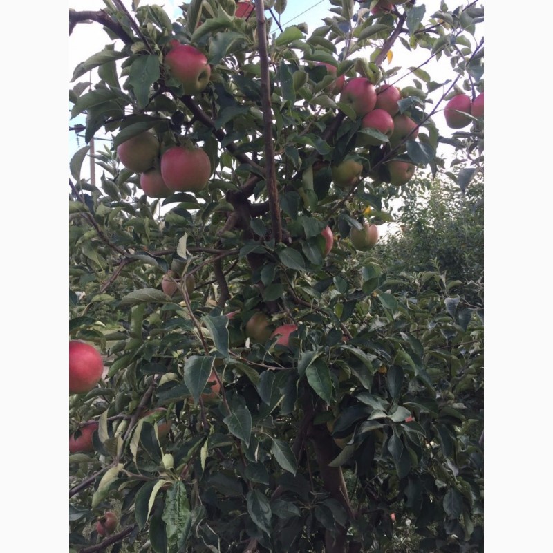 Фото 2. Оптовые поставки яблок