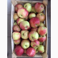 Оптовые поставки яблок