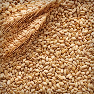 Продаем Пшеницу 5 класс (озимая)