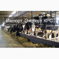 Продажа племенных нетелей молочного направления с продуктивностью от7000 за лактацию из РФ