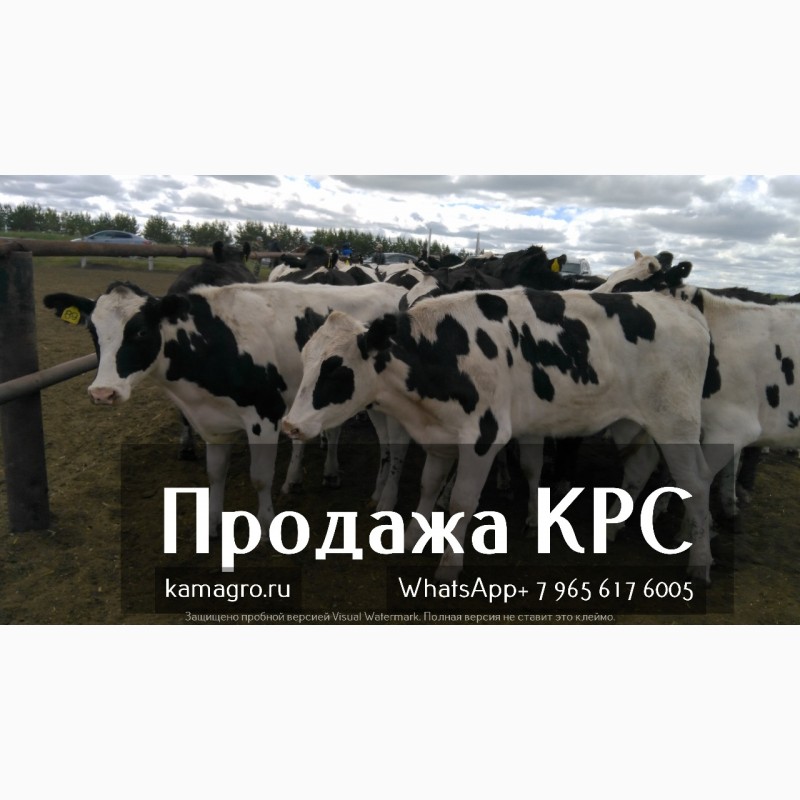 Фото 2. Продажа племенных нетелей молочного направления с продуктивностью от7000 за лактацию из РФ