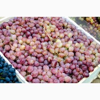 Виноград Тайфи оптом по цене от производителя