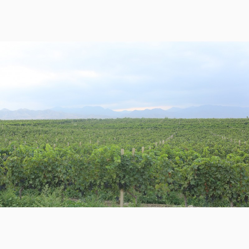 Фото 3. Виноматериалы из белых и красных сортов винограда