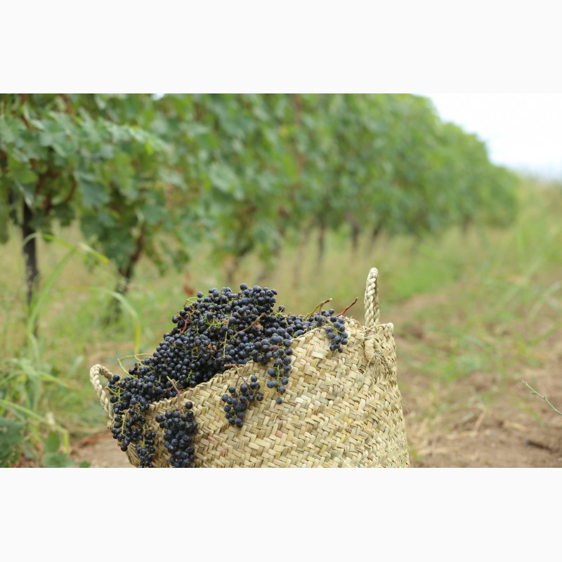 Фото 4. Виноматериалы из белых и красных сортов винограда