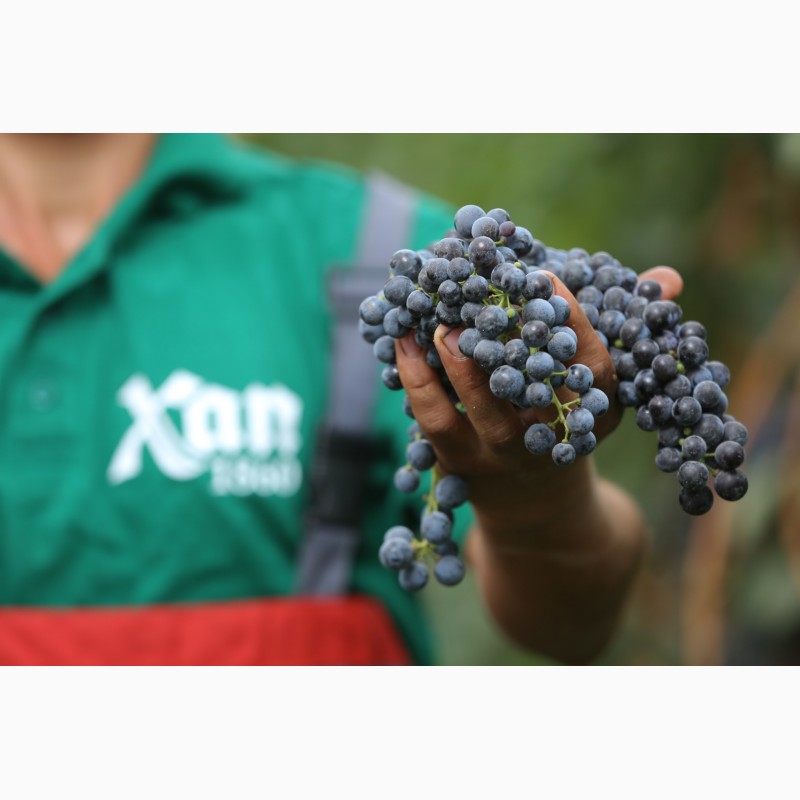 Фото 5. Виноматериалы из белых и красных сортов винограда