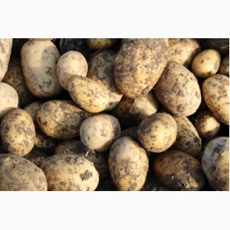 Семена картофеля Элита и РС2