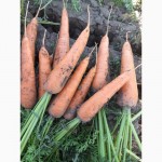Морковь Свежий урожай 2020