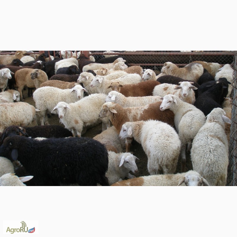 Фото 2. Овцы, ягнята живком помесные Эдельбаевские