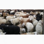 Овцы, ягнята живком помесные Эдельбаевские