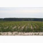 Продажа 1600 Га земли сельскохозяйственного назначения для животноводства в Рязанской обл