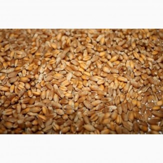 Пшеница продовольственная 4 класс