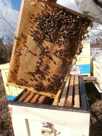 Фото 3. Продам пчелопакеты карпатских пчёл и карники (С-Петербург)