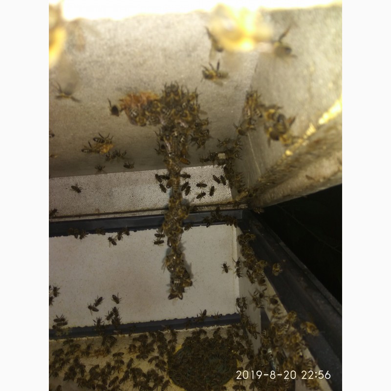 Фото 10. Продам пчелопакеты карпатских пчёл и карники (С-Петербург)