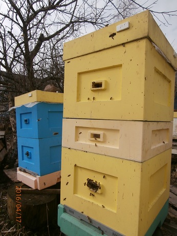 Фото 2. Продам пчелопакеты карпатских пчёл и карники (С-Петербург)