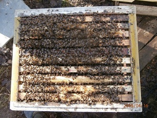 Фото 4. Продам пчелопакеты карпатских пчёл и карники (С-Петербург)