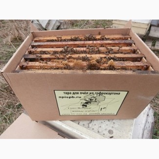 Продам пчелопакеты карпатских пчёл и карники (С-Петербург)