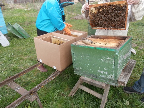 Фото 7. Продам пчелопакеты карпатских пчёл и карники (С-Петербург)