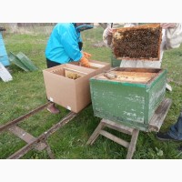 Продам пчелопакеты карпатских пчёл и карники (С-Петербург)