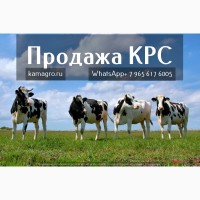 Продажа племенных нетелей молочных пород КРС в Казахстане