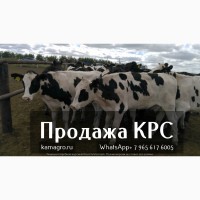 Продажа коров дойных, нетелей молочных пород в Железногорске