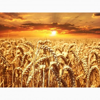 Семена озимой пшеницы высокоурожайные