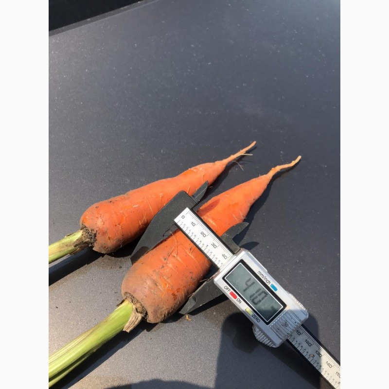 Фото 3. Морковь оптом урожай 2020 г. от производителя Краснодарский край