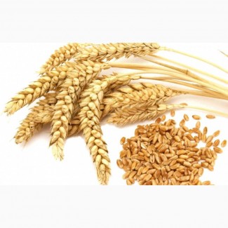 Семена озимой пшеницы на с/х сезон 2021