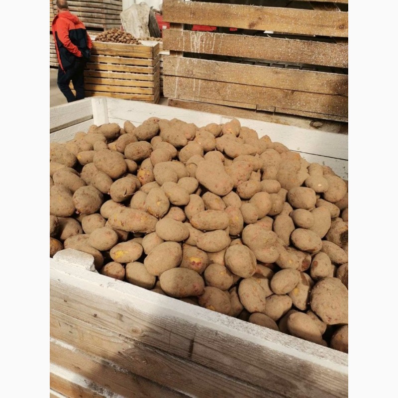 Фото 2. Продаём картофель в оптом от 20 тонн