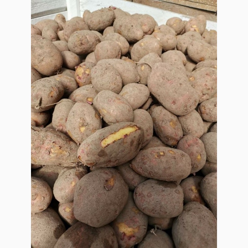 Фото 3. Продаём картофель в оптом от 20 тонн
