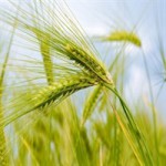 Реализация пшеницы оптом