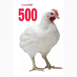 Инкубационное яйцо бройлера Кобб-500 оптом
