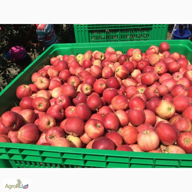 Оптовая продажа яблок сорта Гала, Кабардино-Балкарская Республика .