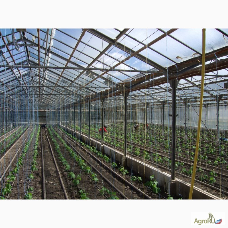 Фото 2. Продаётся хозяйство: тепличный комплекс по выращиванию рассады и овощей