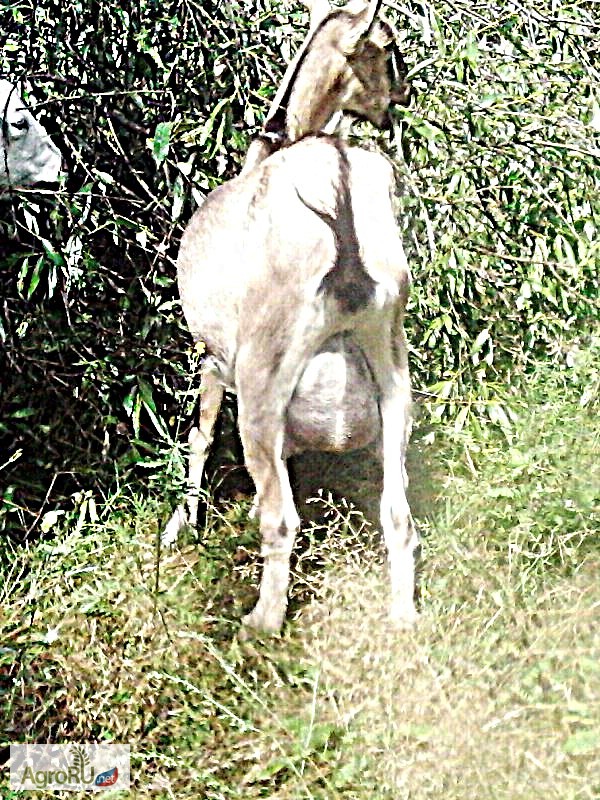 Фото 4. Альпийская молодая дойная коза