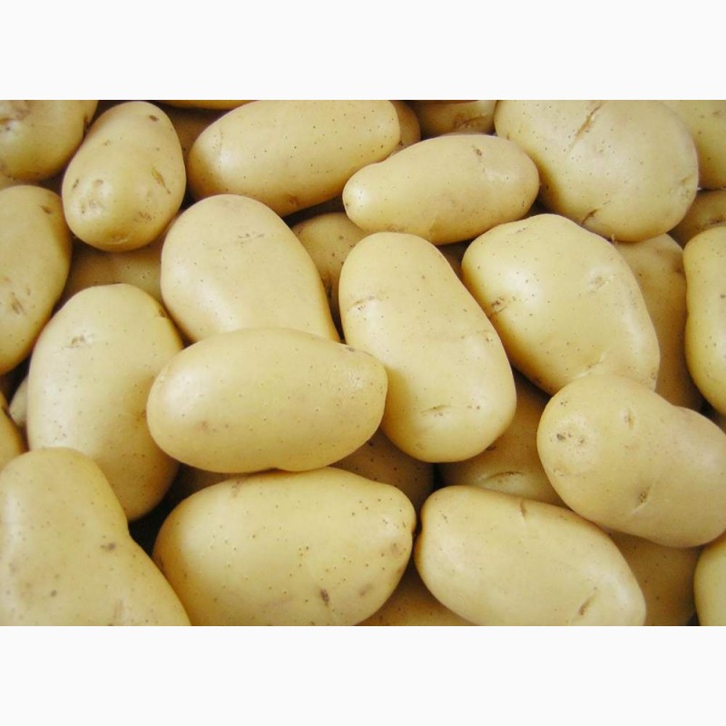  свеклу и картофель крупным оптом, , Картофель — AgroRU.net
