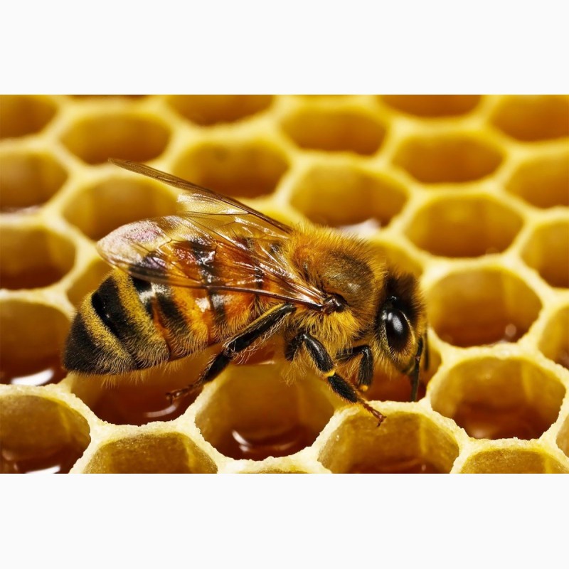 Продам пчелопакеты карпатских пчел (от ₽4500)